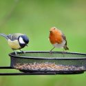 10 Tips on Attracting Birds to Your Backyard: The Benefits of Attracting Birds for Insect Control