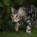 The Perfect Cat Breed ForYou