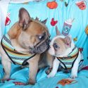 WHAT ARE THE COOLEST FACTS ABOUT THE FRENCH BULLDOG?