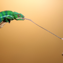 What to Feed Your Panther Chameleon to Elongate Its Lifespan