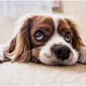 Thanks to Vetsend you don’t have to leave your pet alone for a moment