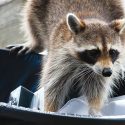 How do raccoon removal services work?
