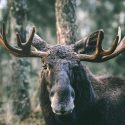 What Are the Differences Between Moose and a Few Other Animals?