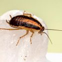What Are the Benefits of Residential Pest Control?
