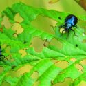 5 Ways to Get Rid Of Your Garden Pests