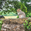 Why Hiring Experts for Squirrel Removal Is the Safest Option