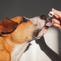 CBD Treats for Dogs: How They Work and Why They’re Popular